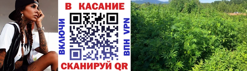 Конопля Хвалынск